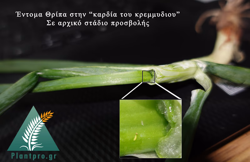 θρίπας